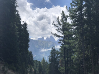 vista nel bosco