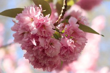 Sakura blossom on trees, green leaves