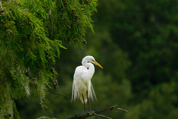 Great egret in the rain