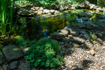 Beautiful small garden pond with frog-shaped fountain and stone shores. Original creeping Juniperus Procumbens Nana on stones by pond shore. Selective focus. Nature concept for design