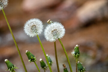 Dandelions 