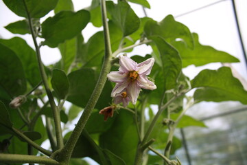eggplant