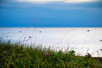 Grass with ocean sunset background, Sweden