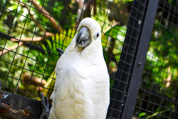 Portrait of a white parrot in the zoo