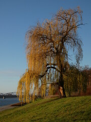 Weeping golden willow tree by Vistula river, Torun, Poland