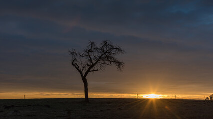 Lonely tree on the field at sunrise and pasture fence in the background