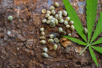 Green cannabis leaf and seeds on wooden background. Vegetarian food concept