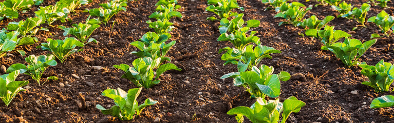 Young cabbage sprouts on the field in rows.