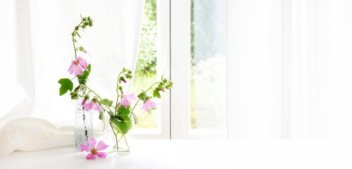 Arrangement with pink mallow flowers (Malva) in glass vases at the window in front of a white curtain, panoramic format, large copy space, selected focus