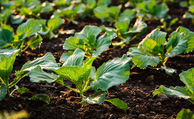 Young cabbage sprouts on the field in rows.