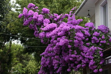 purple flowers in the garden