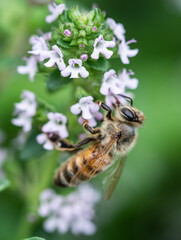 Honeybee collecting pollen from a thyme plant in the garden
