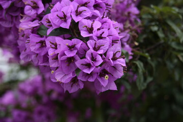 purple lilac flowers