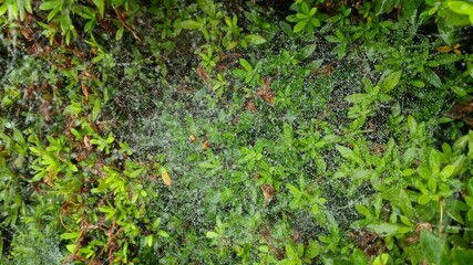 全体的に水滴がついた蜘蛛の巣