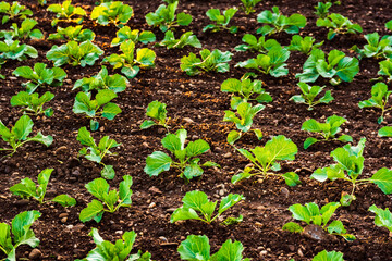Young cabbage sprouts on the field in rows.