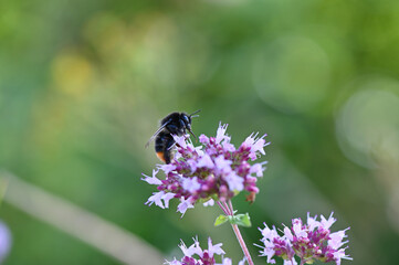 Macrofotografie von einer Hummel die Nektar auf einer lila blühenden Blume sucht