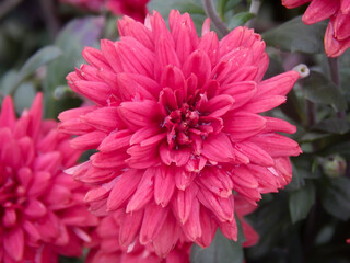 Fototapeta premium pink chrysanthemum and green leaves, blurred background
