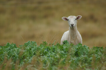 Fototapeta premium sheep in the meadow