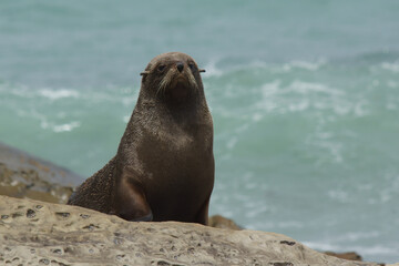 Obraz premium sea lion on the beach