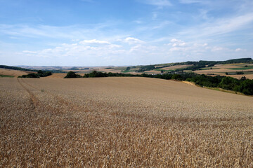 Fototapeta na wymiar Getreidefelder im Juli 2020 auf dem Maifeld bei Dreckenach in Rheinland-Pfalz - Stockfoto