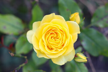lonely lovely beautiful yellow rose, blurred background