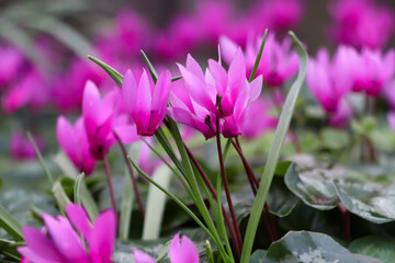 Fototapeta premium adorable pink flowers in the garden and green leaves