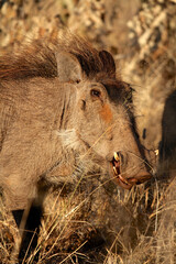 wilderness, african, natural, mammal, wild, nature, animal, africa, animals, close, namibia, pig, up, warthog, wildlife