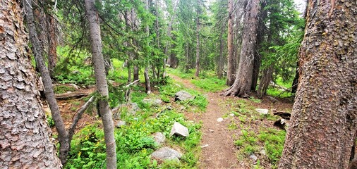 Green Rock Trail, Centennial, Wyoming, Path in Woods