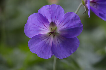 Purple flower in focus in garden