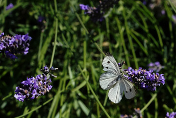 cabbage butterfly on lavender flower