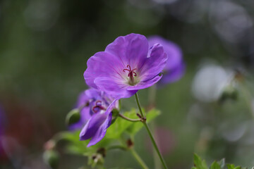 Purple flower in focus in garden
