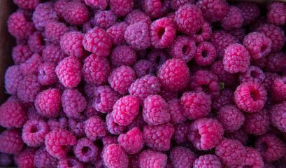 Growing Organic Berries Closeup. Red raspberry isolate.