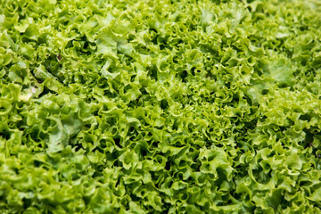 Fototapeta na wymiar Aerial view of a green lettuce head.