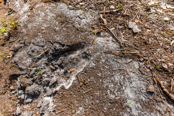 Deer tracks on the forest road. Traces of forest game.