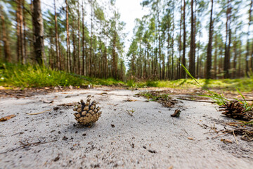 Pine cone on a sandy forest road. Undergrowth in a coniferous forest. Summer season.