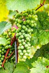vineyard with vine grows at the hilly area in the Moselle valley