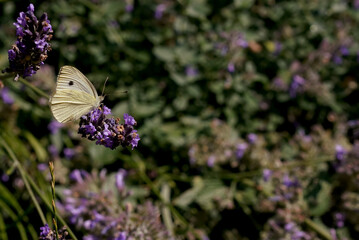 cabbage butterfly on lavender flower
