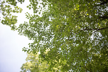 Green leaves during the summer time day