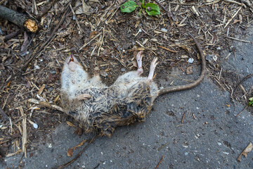 Dead rat left on dirty street, close up