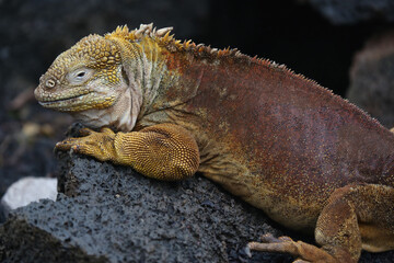Galapagos land iguana basking