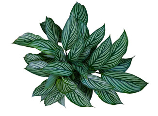 Calathea Ornata plant