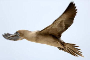 Immature Red Footed Booby in flight