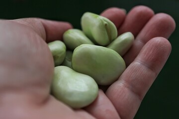 Hand holding a peeled broad bean


