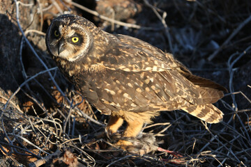 Galapagos Owl with prey