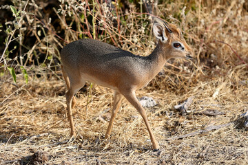Dik-dik the worlds smallest antelope
