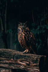 Uhu in a Forest