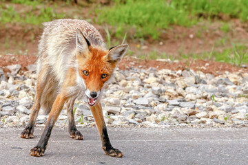 portrait of a red Fox during molting