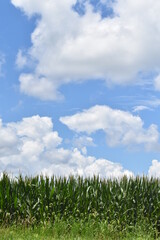 Corn Field Under a Blue Cloudy Sky