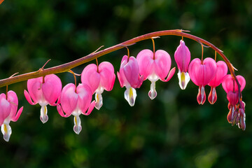 Bleeding Hearts 5