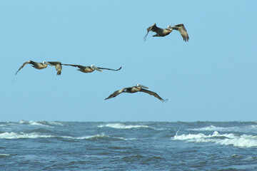Fototapeta na wymiar flying pelicans, blue sky